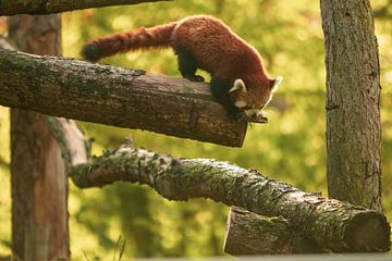 Roter Panda in der untergehenden Sonne von Slim Shadow