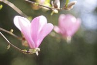Pink flowers with bokeh