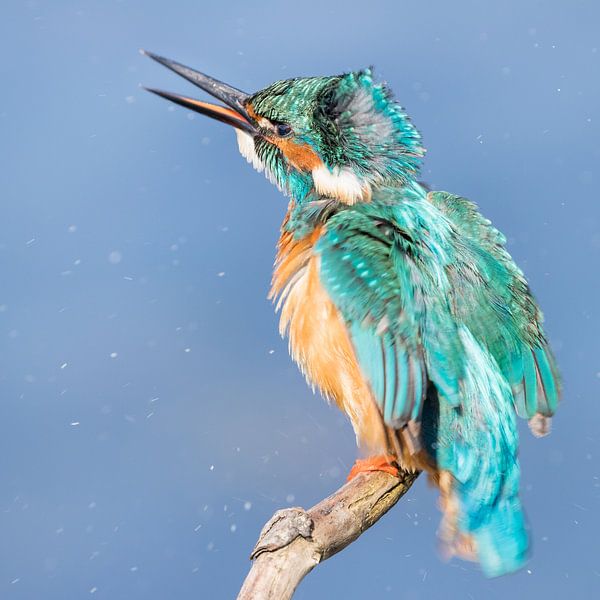 Vögel | Eisvogel schüttelt die Federn von Servan Ott