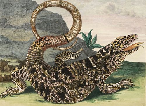 Plaat 70 uit Proefschrift Insectengeneraties en Metamorfose in Suriname, Maria Sibylla Merian