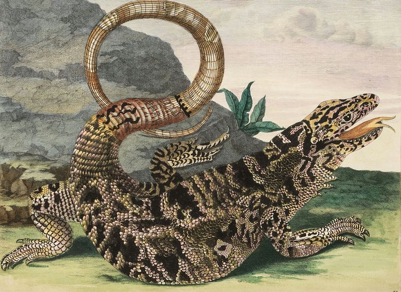 Tafel 70 aus Dissertation über Insektengenerationen und Metamorphose in Surinam, Maria Sibylla Meria von Meisterhafte Meister