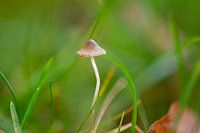 Little mushroom in the green