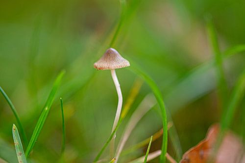 Kleine paddestoel in het groen