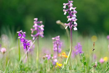 de wilde orchis