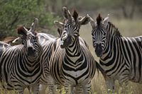 Zebra | Zuid-Afrika | Krugerpark