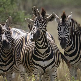 Zebra | Zuid-Afrika | Krugerpark van Claudia van Kuijk