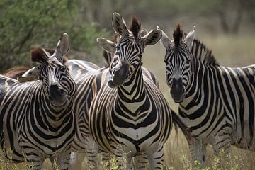 Zebra | Südafrika | Kruger Park von Claudia van Kuijk