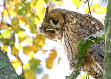 Ransuil in herfstkleuren van Jamey Grovell