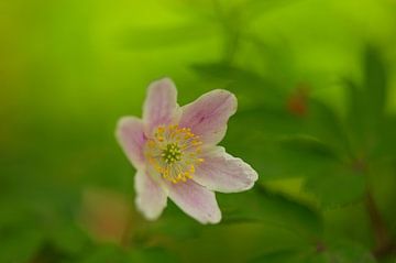 Macro d'une anémone dans une forêt de Thuringe sur Alexander Ließ