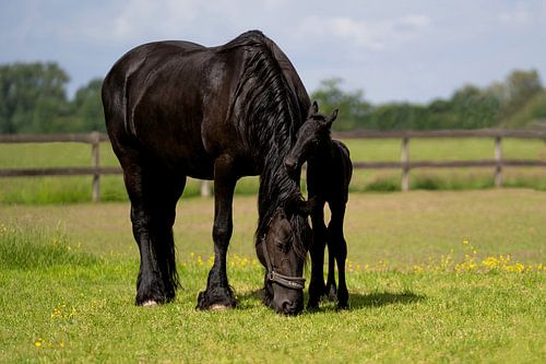 Fries paard met veulentje