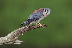 Crécerelle d'Amérique (Falco sparverius)