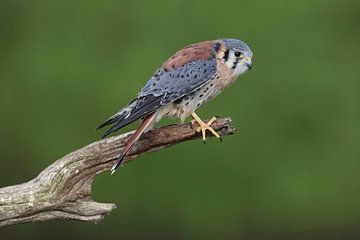 Amerikaanse Torenvalk (Falco sparverius) van Ronald Pol