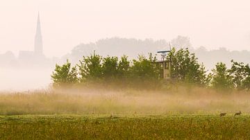 Twee hazen in de polder met mist van Menno van Duijn