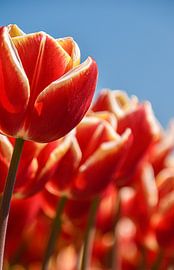 Tulpen von Nienke Bot