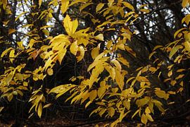 Autumn sur Carlien Hartgerink