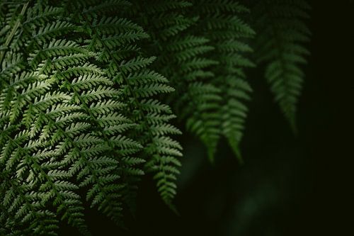 Lignes de feuilles - Imprimé de fougère botanique minimaliste sur Marika Huisman fotografie