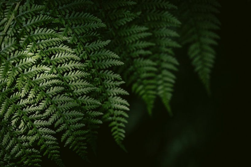 Bladlijnen – Minimalistische Botanische Varenprint van Marika Huisman fotografie