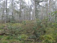 Het Bos