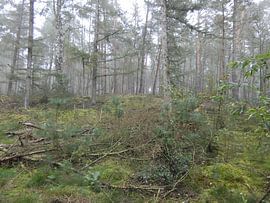 Het Bos van Ronald Wakker