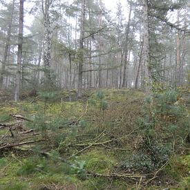 Het Bos von Ronald Wakker