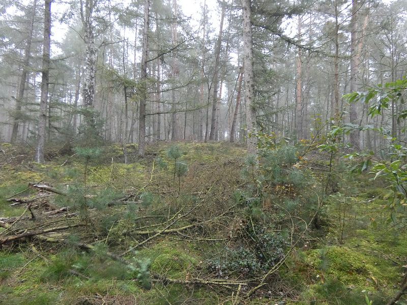 Het Bos by Ronald Wakker