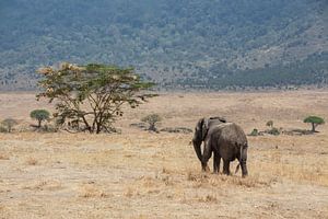 Eléphant itinérant dans le Ngorongoro sur Mickéle Godderis