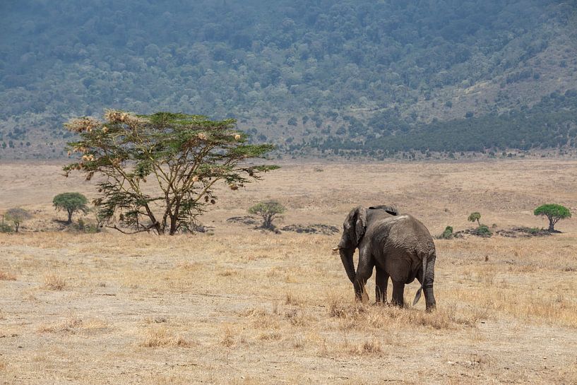 Eléphant itinérant dans le Ngorongoro par Mickéle Godderis