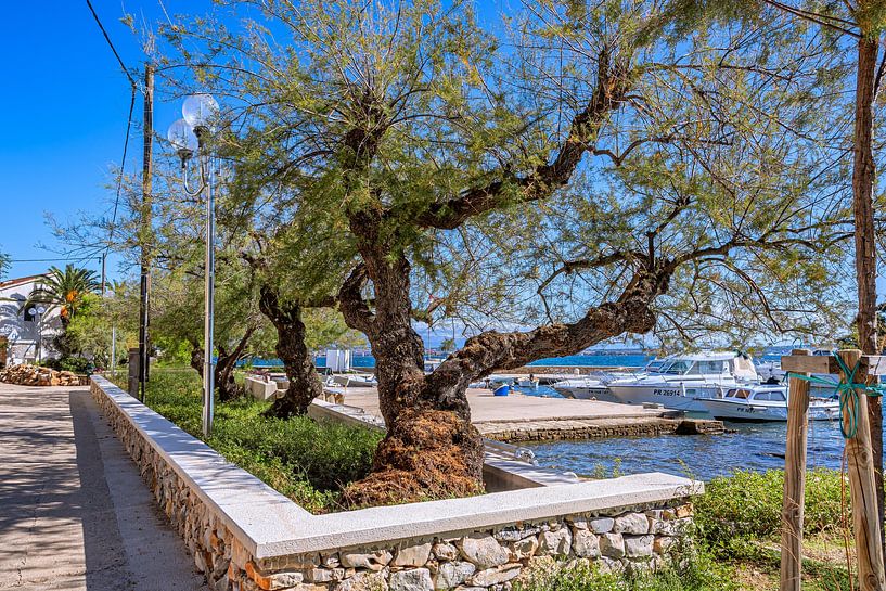 Kroatië : Eiland Ugljan - Preko van Photoart-Naegele