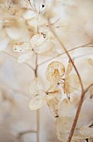 Hortensia