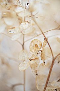 Hortensia sur Jessica Berendsen