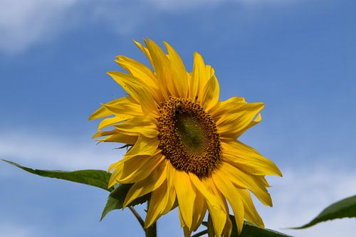 Een zonnebloembloem in de tuin
