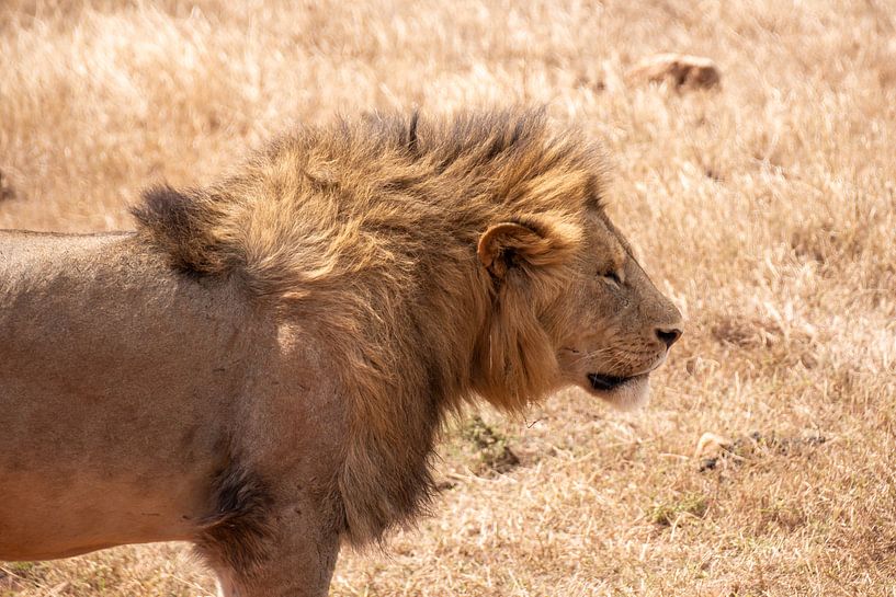 Lion in the sun in Tanzania by Mickéle Godderis