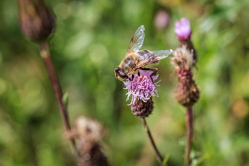 Abeille sur une fleur de chardon