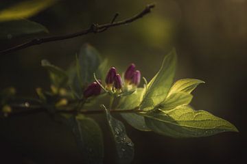 Morning sun leaves dark & moody van Sandra Hazes