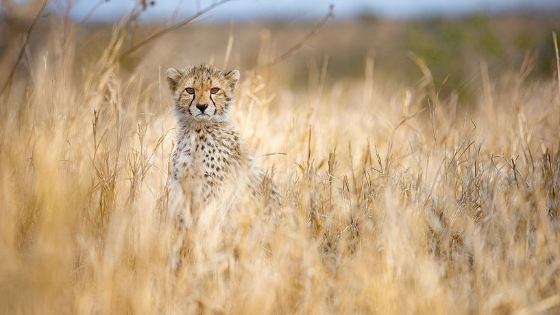 Jeune guépard par Joan Gil Raga