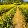 Regard sur le colza au printemps sur Holger Felix