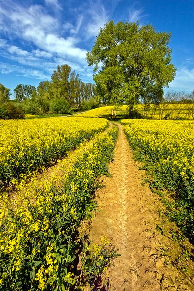 Rapeseed view into spring by Holger Felix