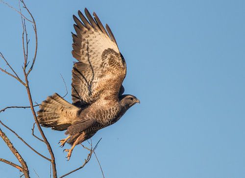 Buizerd