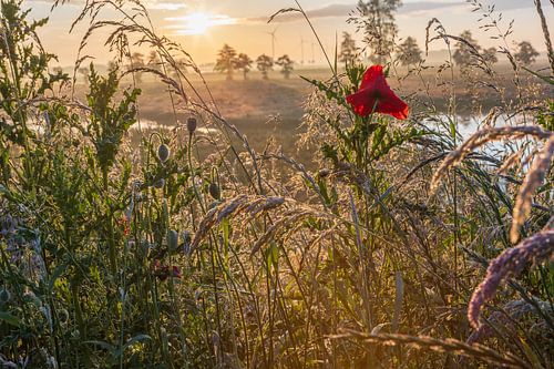 Coquelicot, lever de soleil sur la bosse Drenthe sur Daphne Kleine