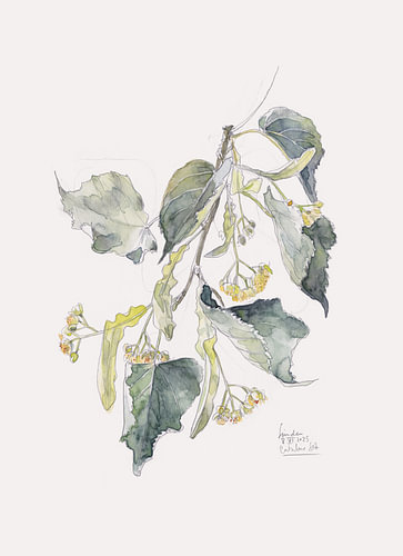 Aquarel van de Linden Branch