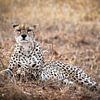 Beautiful Cheetah in Kenya by Marjolein van Middelkoop