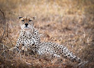 Schöne Geparden in Kenia