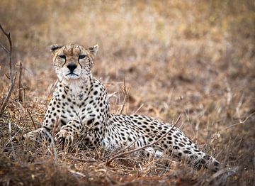 Prachtige Cheeta in Kenia