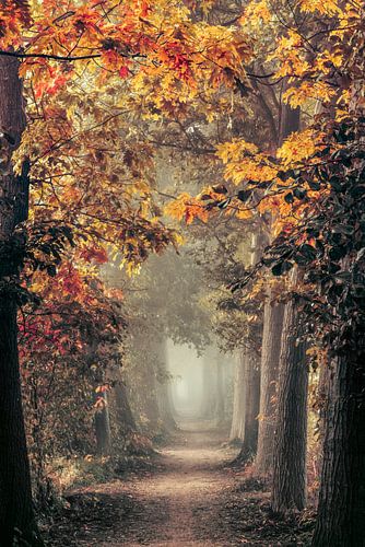 To Dream or not to Dream