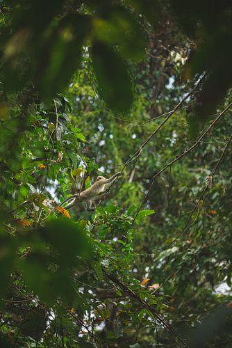 Apen van Khao Sok: Speelse Inwoners van het Thaise Regenwoud
