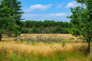 Natuurlandschap Lommel Belgisch Limburg van Kristof Leffelaer