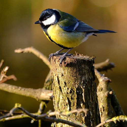 Great tit