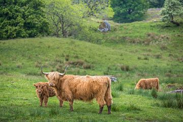 Schotse Hooglanders bij Loch Awe in Cladich van Christian Müringer