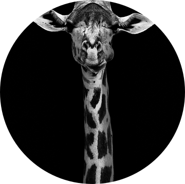 Girafportret, WildPhotoArt  van 1x