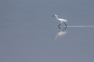 Aigrette